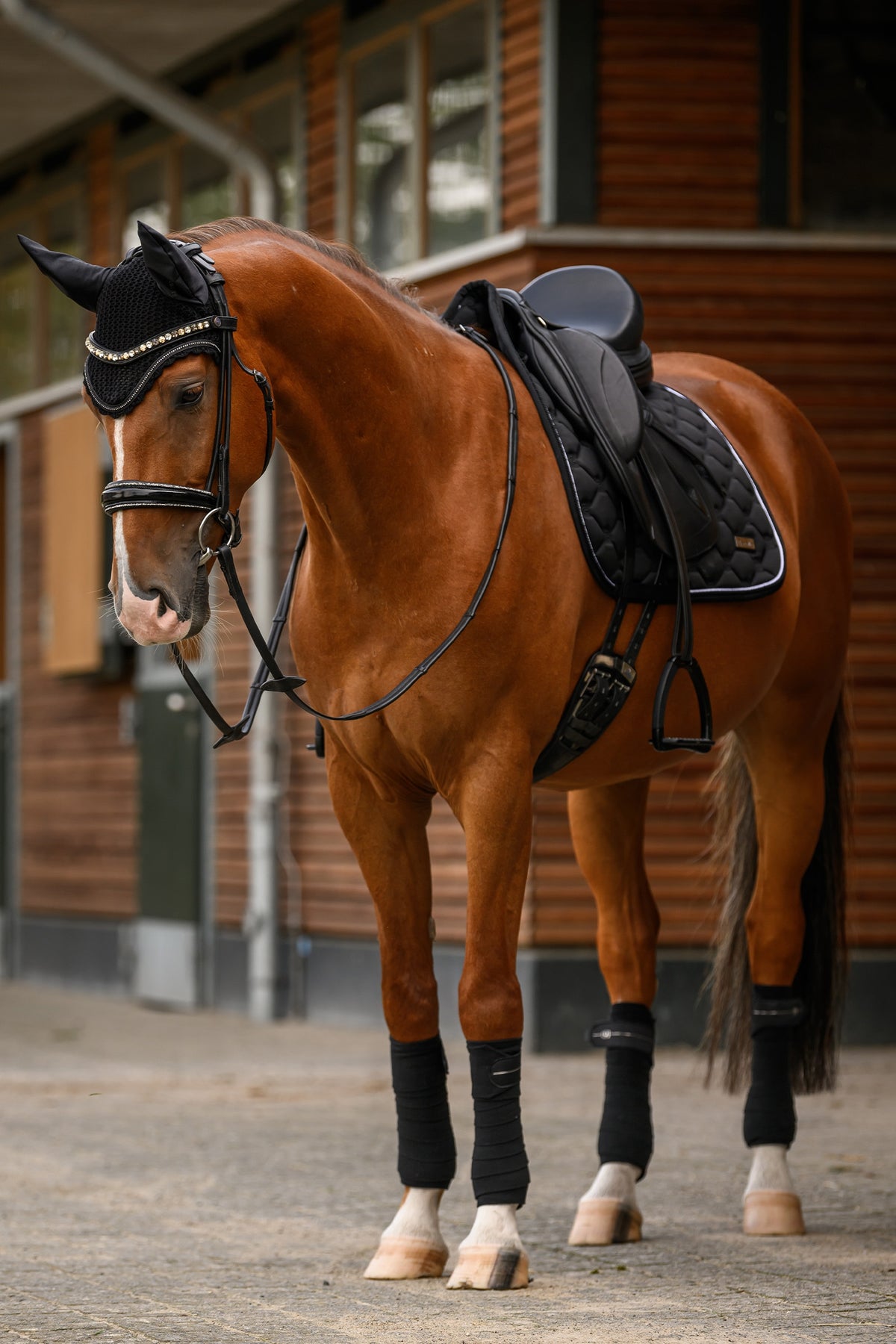 Cavallo CAVALHANAYA Dressage Saddle Pad Saddle Pads