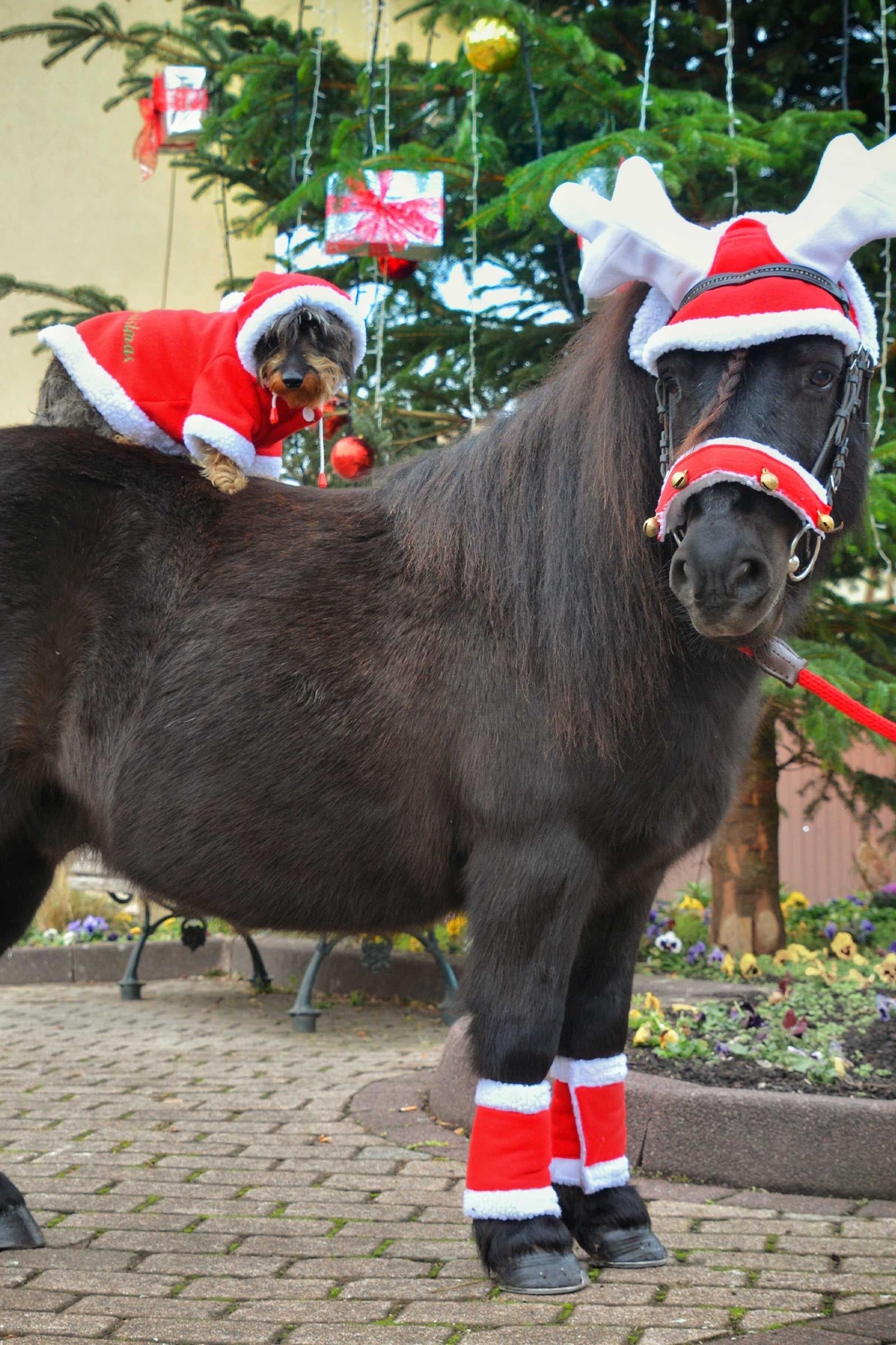 EQUITHÈME Reindeer Christmas Fly Mask Saddle Pads