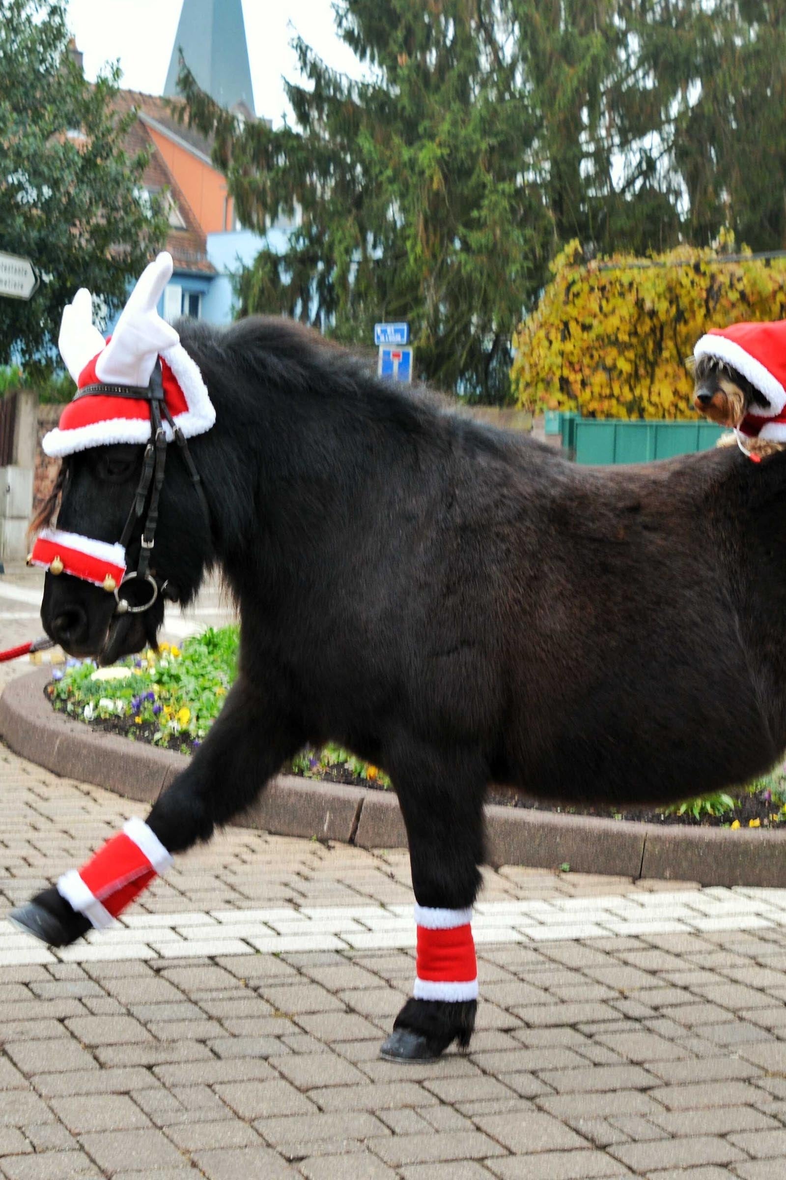 EQUITHÈME Reindeer Christmas Fly Mask Saddle Pads