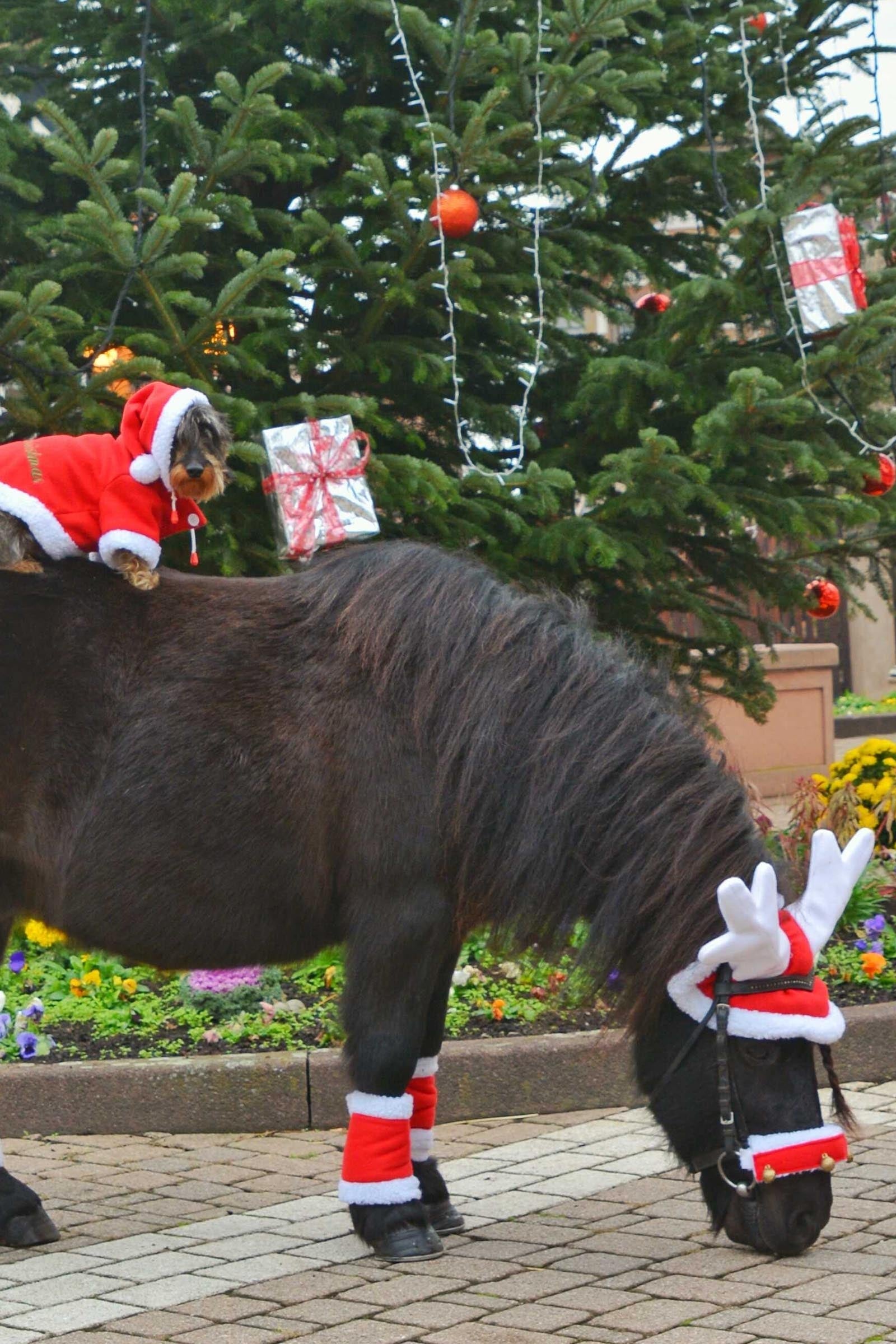 EQUITHÈME Reindeer Christmas Fly Mask Saddle Pads