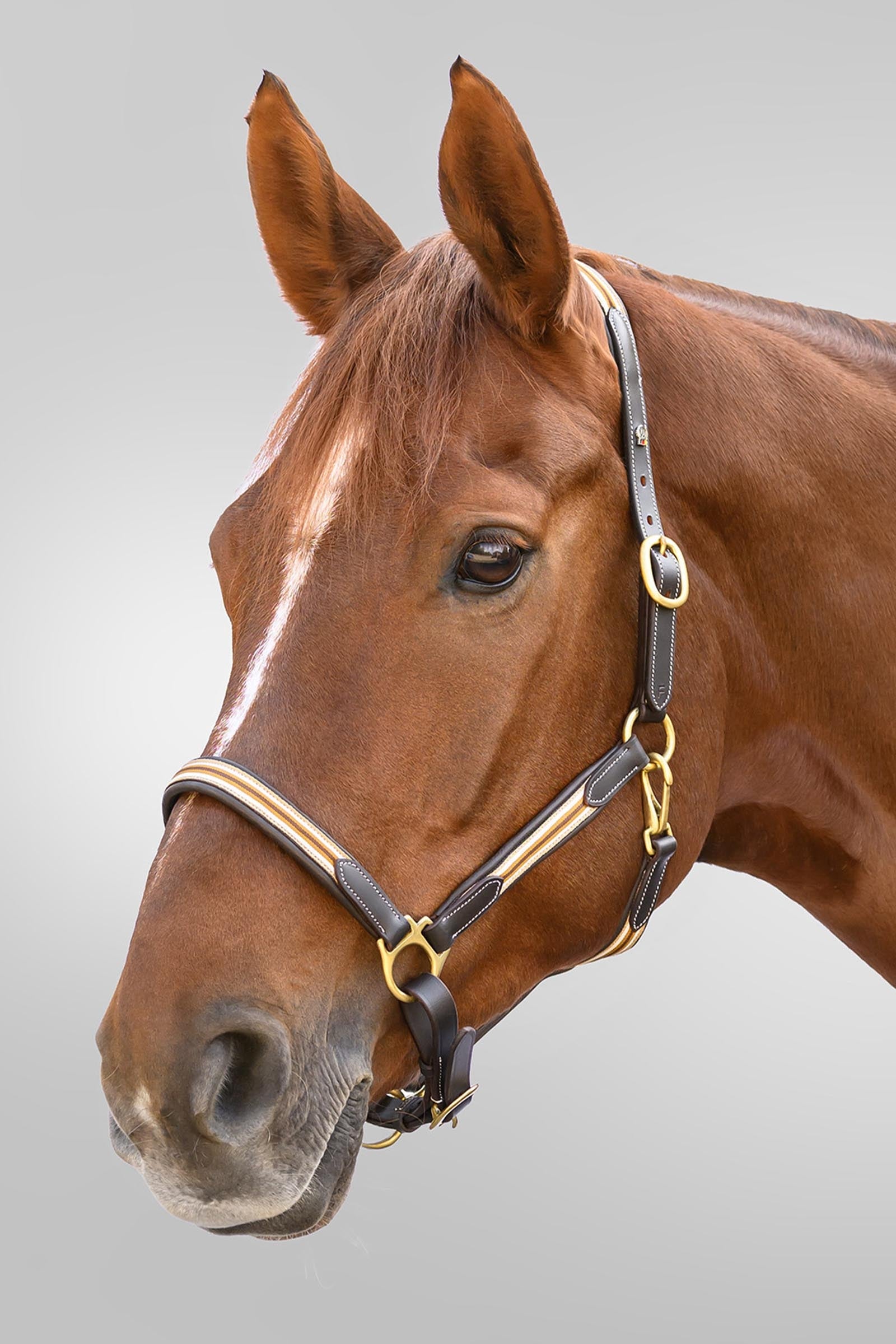 Waldhausen X-Line Oxford Leather Halter Halters & Leads