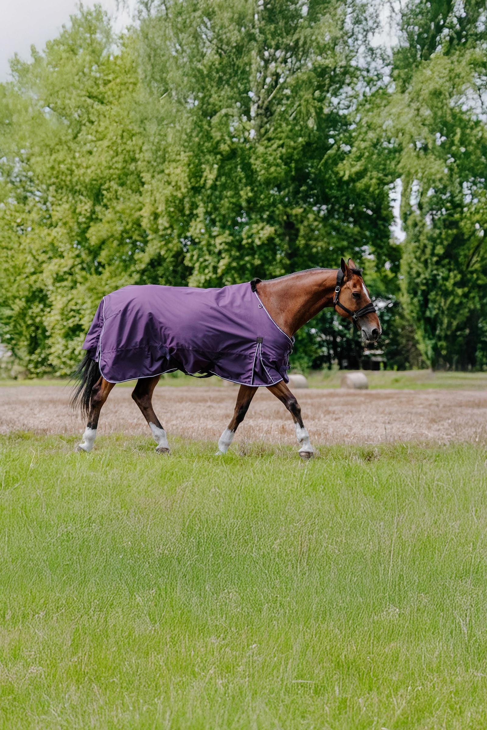 EQUITHÈME TYREX Aisance 600D Turnout Rug, 150 g Horse Rugs