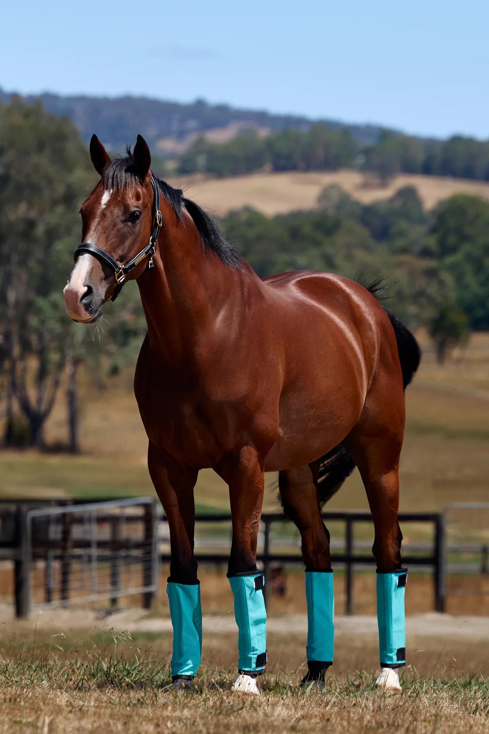 Weatherbeeta Comfitec Dura-mesh Fly Wraps (Pair) Horse Rugs