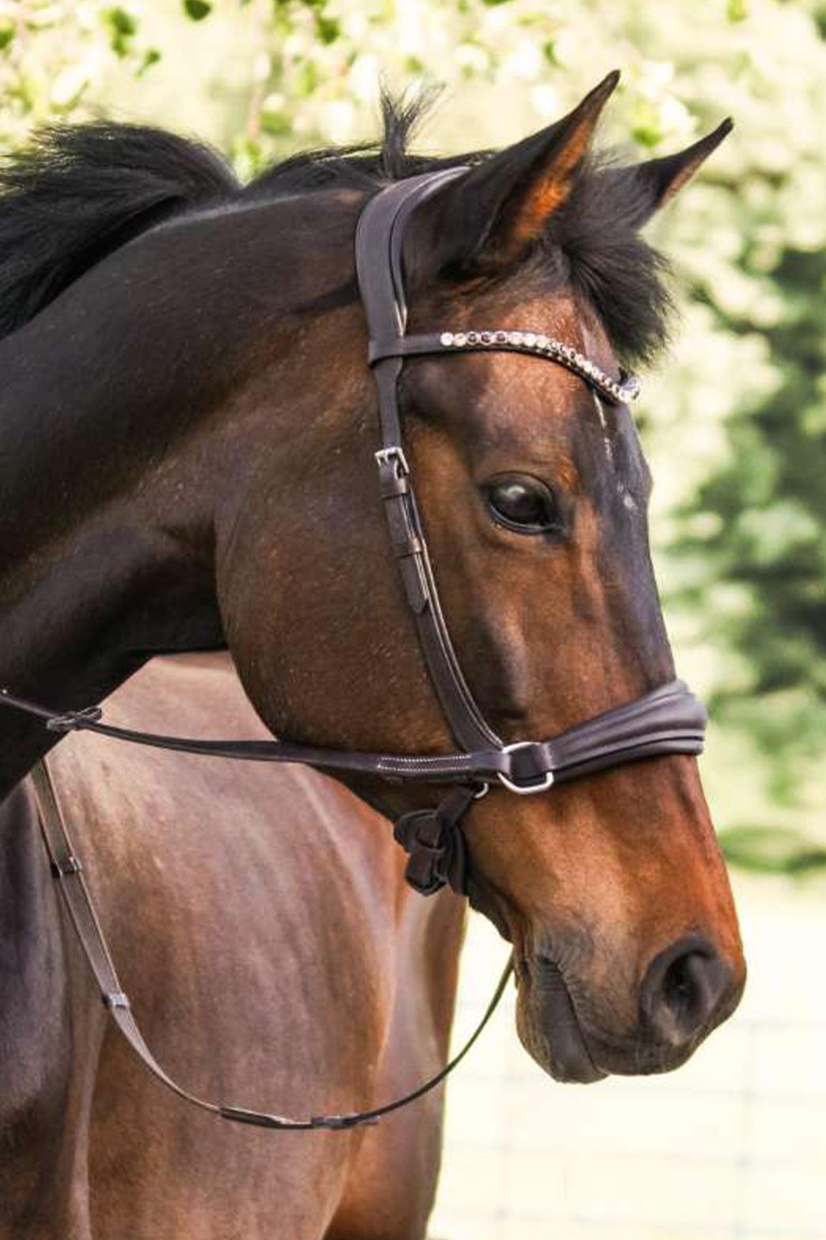 Kavalkade Light Bitless Bridle With English Noseband Bridles & Reins