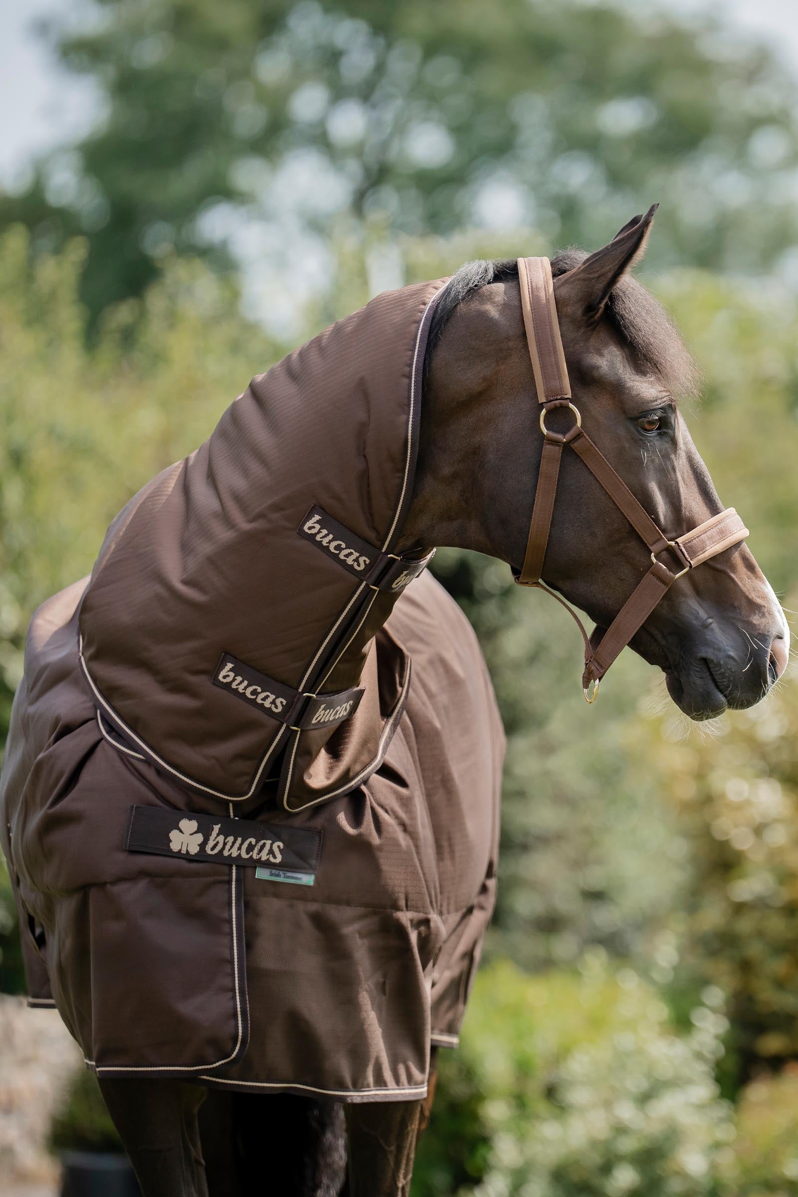 Bucas Irish Turnout 50 g Rug & Neck Horse Rugs