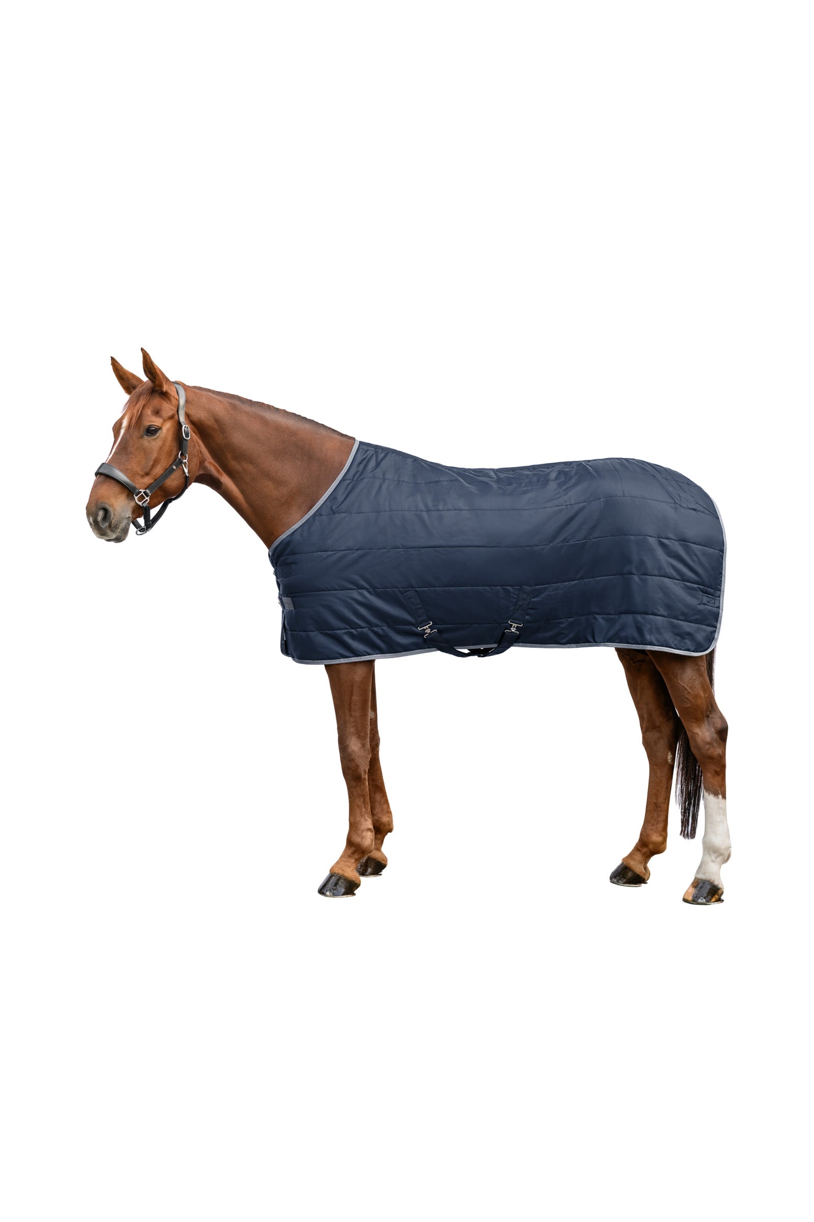 Waldhausen ECONOMIC 420D Stable Rug, 300 g Horse Rugs