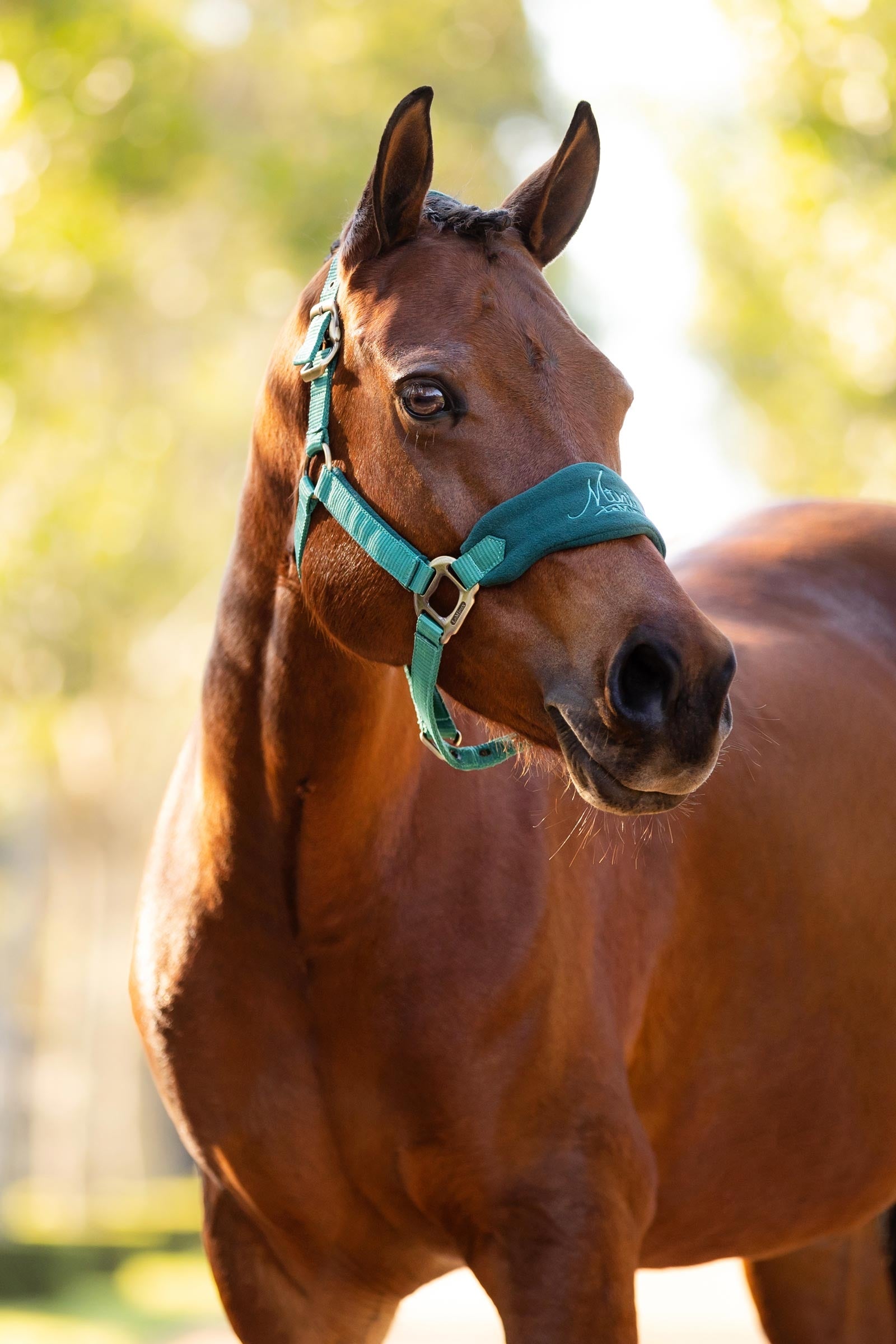 LeMieux Mini Vogue Headcollar & Lead Rope Set Pony & Shetland Tac
