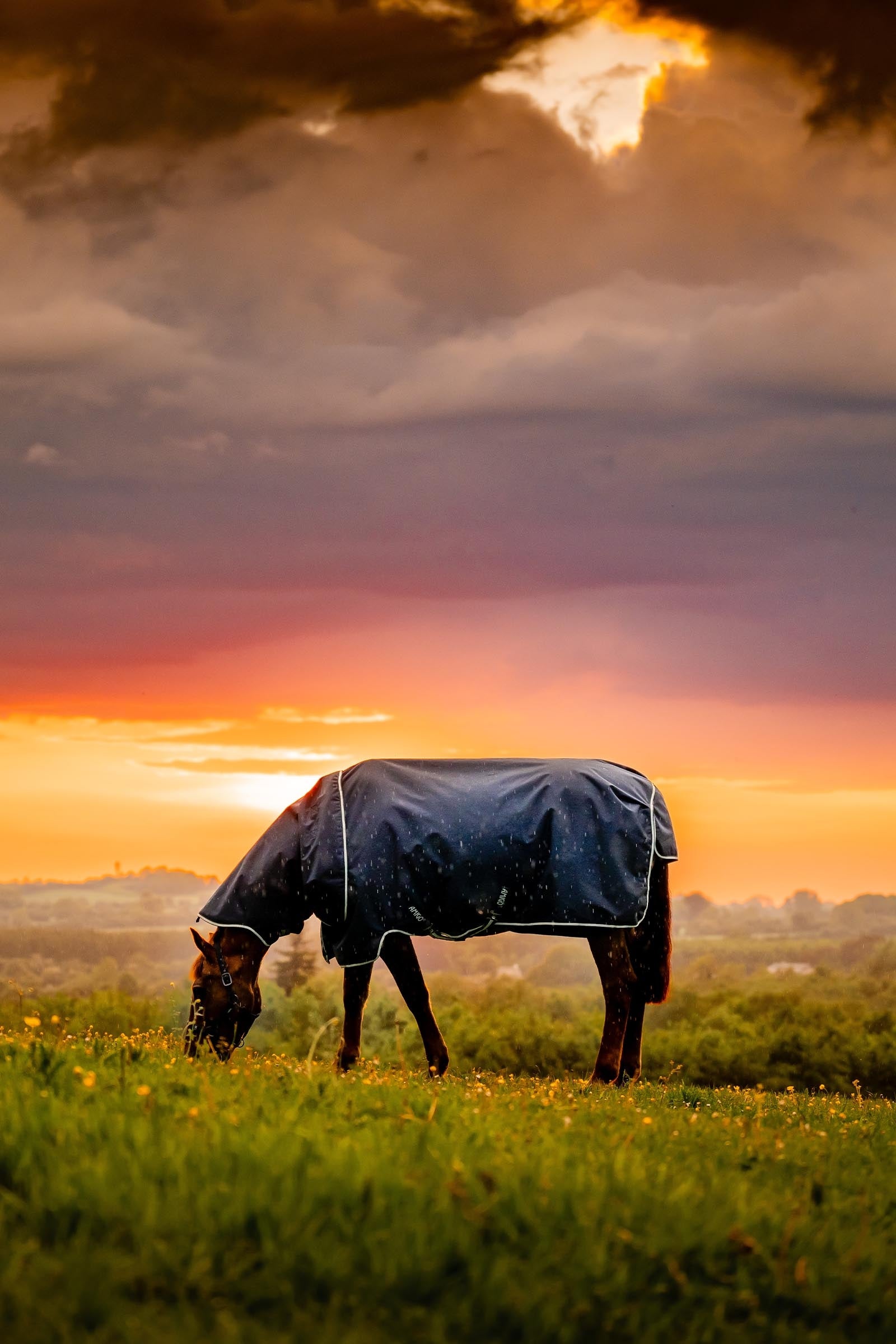 Horseware Amigo Ripstop 900D Plus Turnout, 200g Horse Rugs