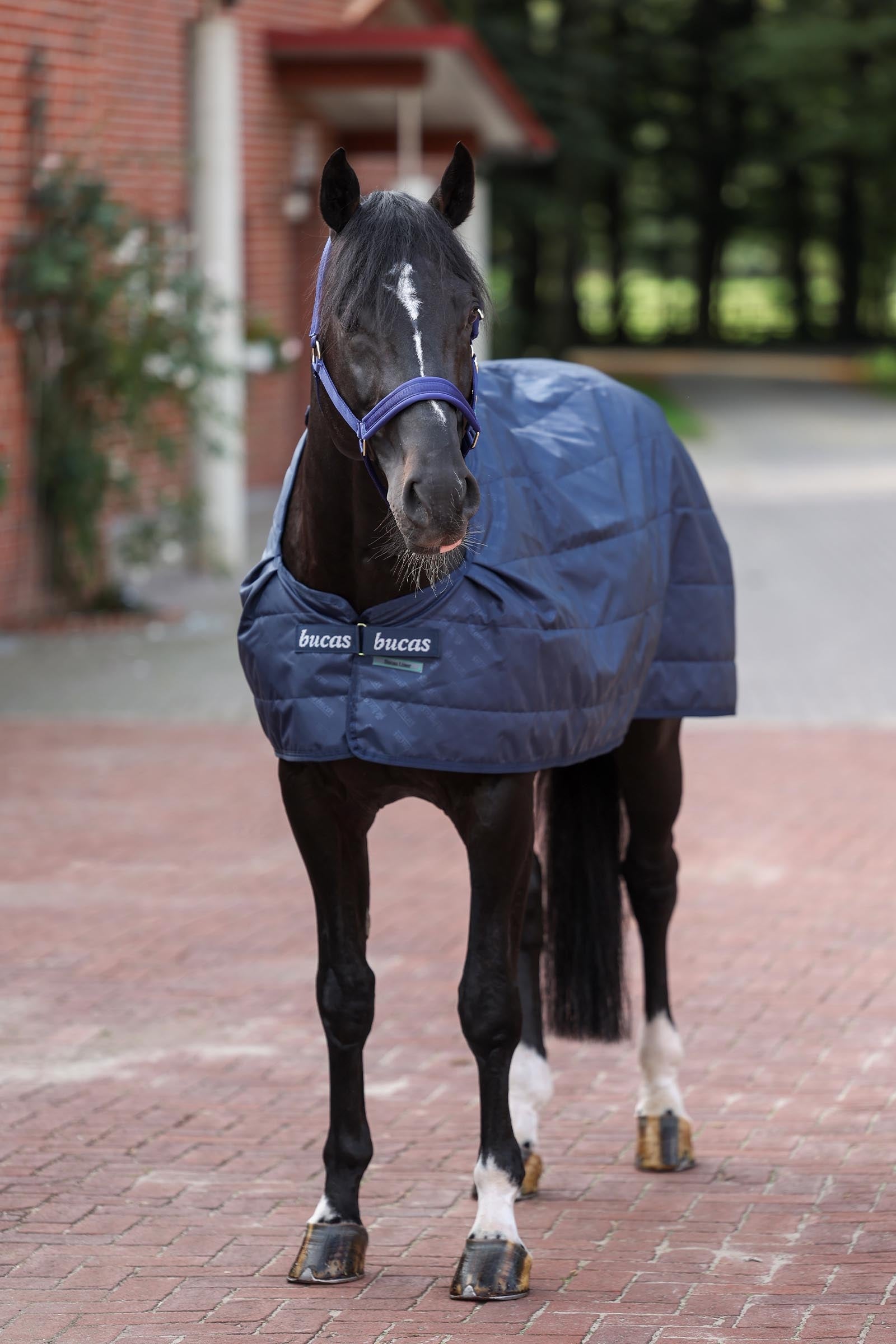 Bucas Liner, 300g Horse Rugs