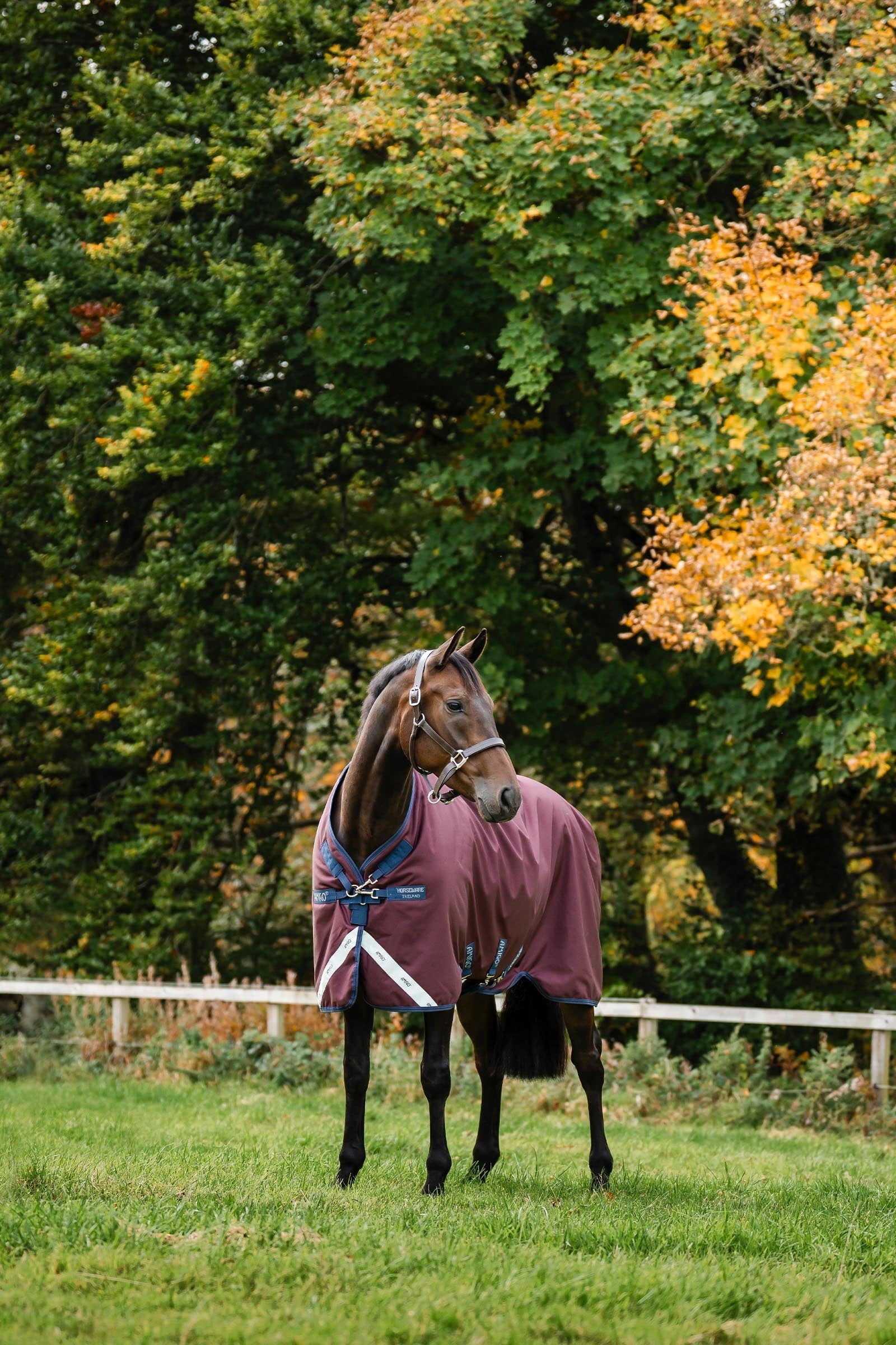 Horseware Amigo 1200D Turnout Rug, 250 g Horse Rugs