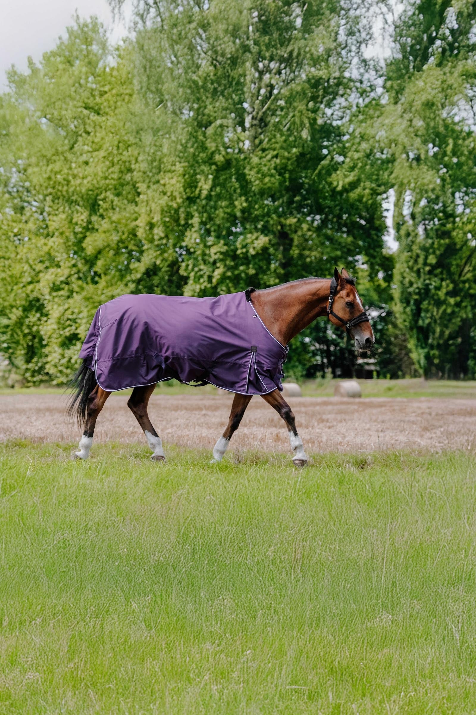 EQUITHÈME TYREX Aisance 600D Turnout Rug, 50 g Horse Rugs