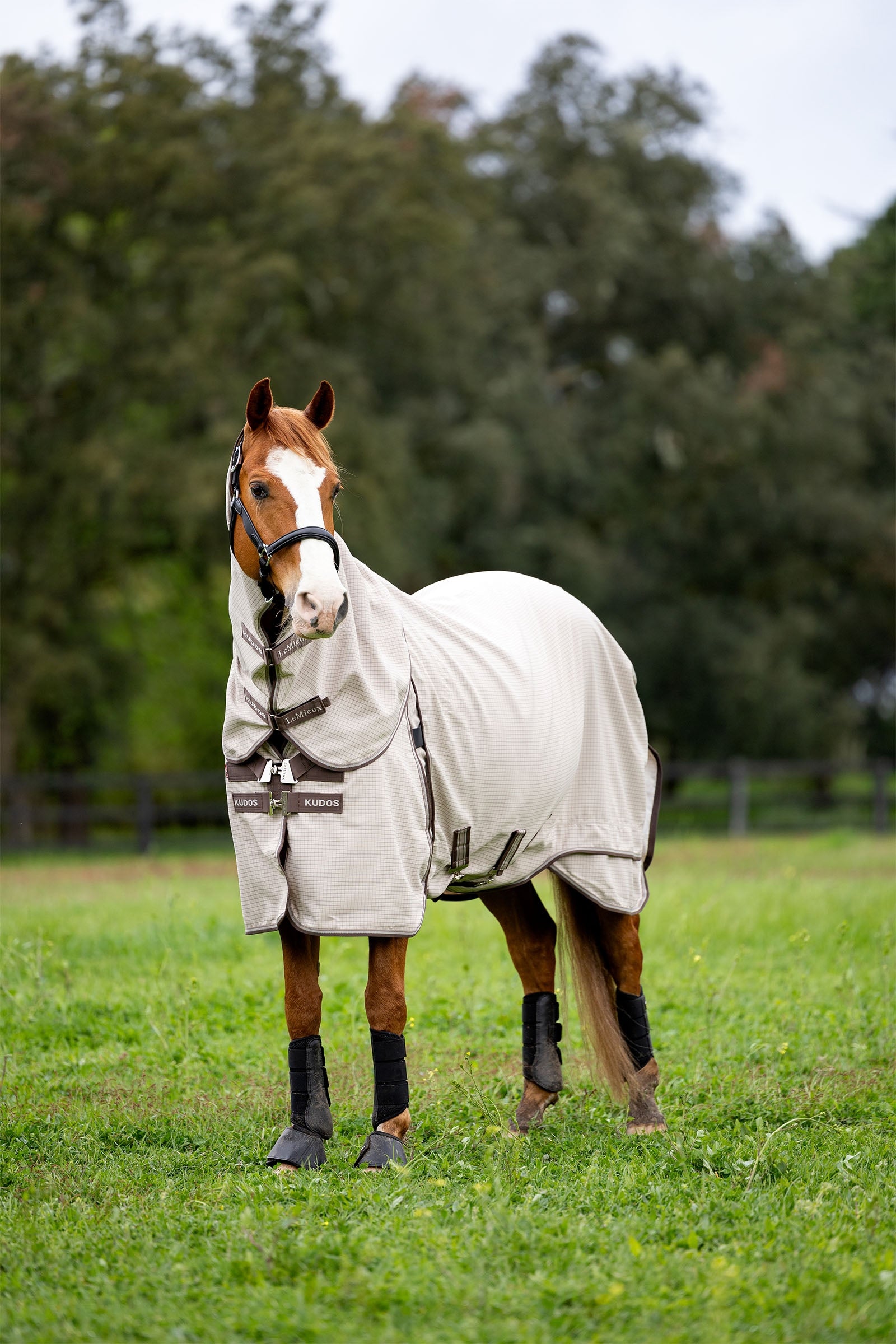 LeMieux Kudos Field Rug Horse Rugs