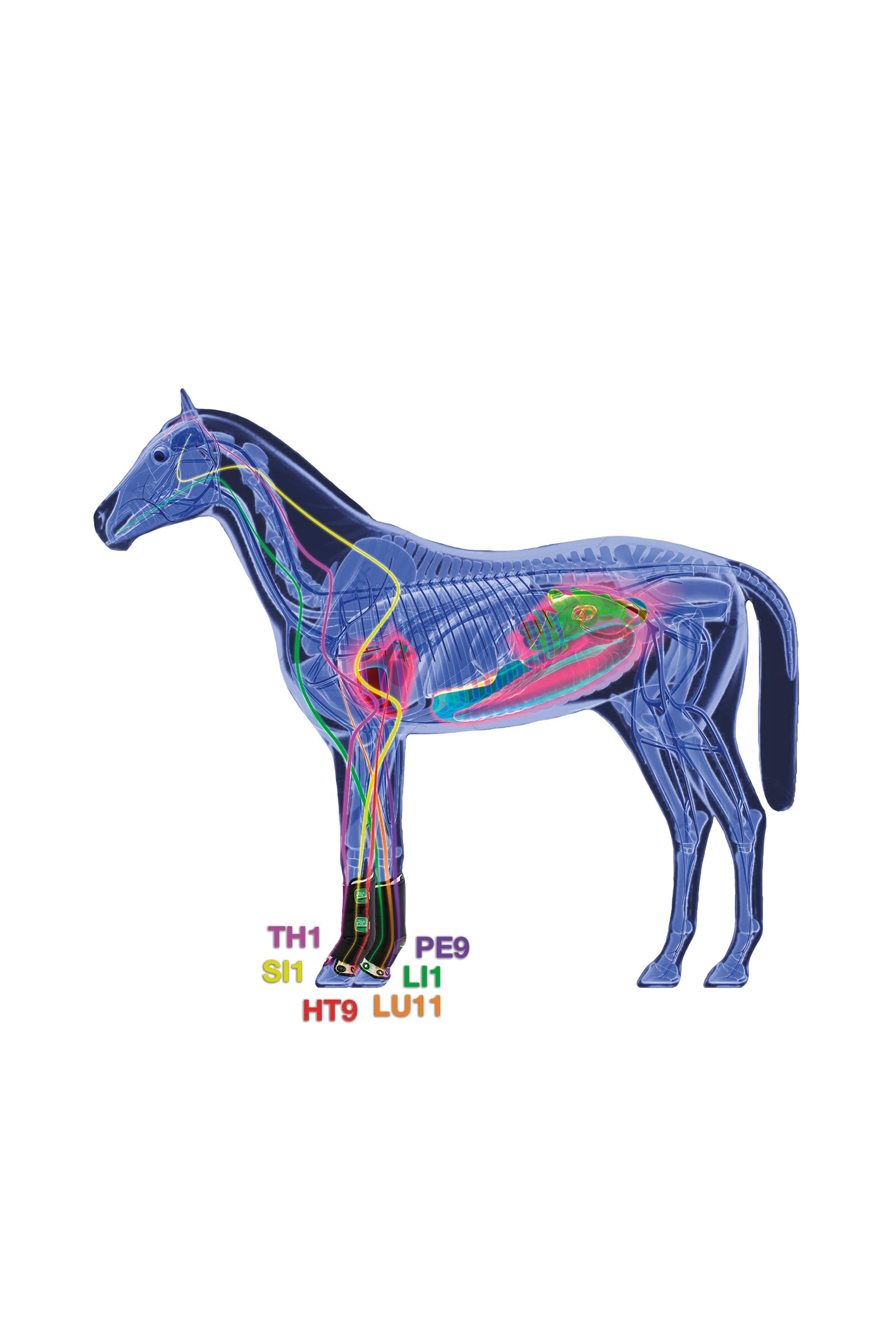 Zandona Therapeutic Wellness Support Boot Air front Leg & Hoof Protection
