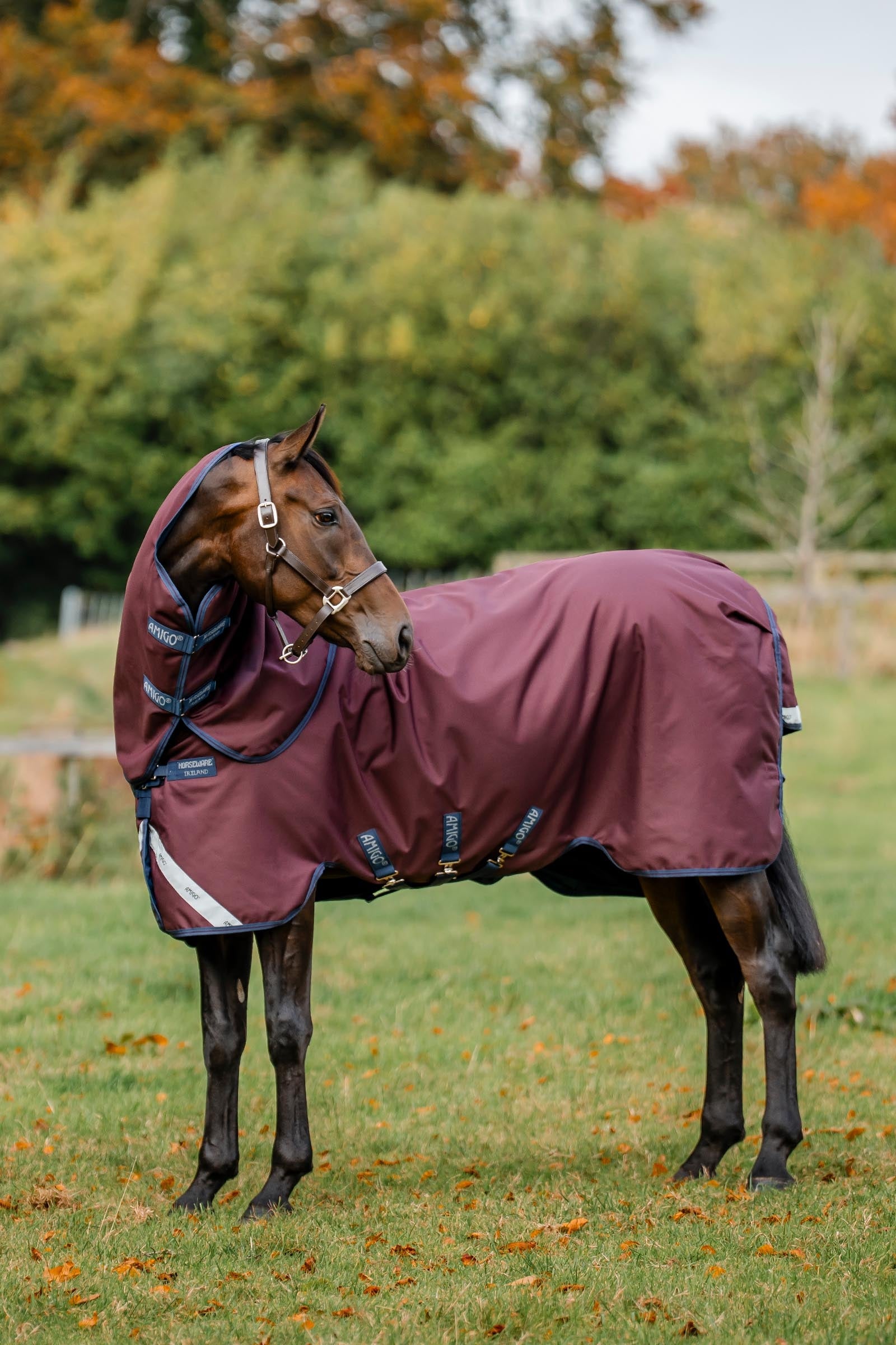 Horseware Amigo Bravo 12 Plus Turnout Rug With Detachable Neck, 400g Horse Rugs