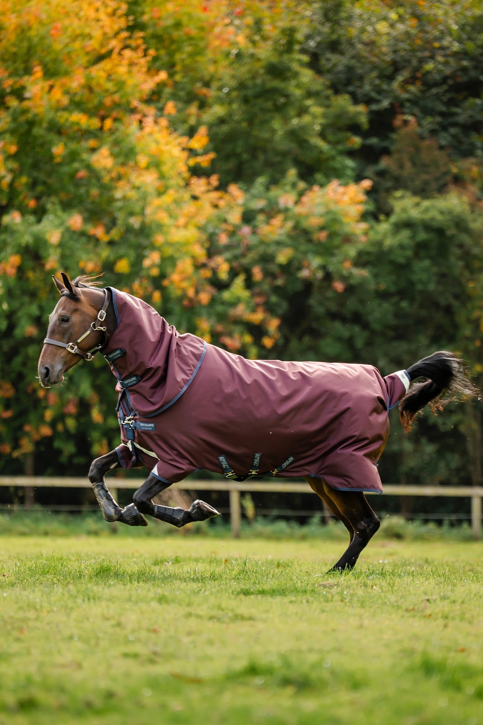 Horseware Amigo Bravo 12 Plus Turnout Rug With Detachable Neck, 400g Horse Rugs
