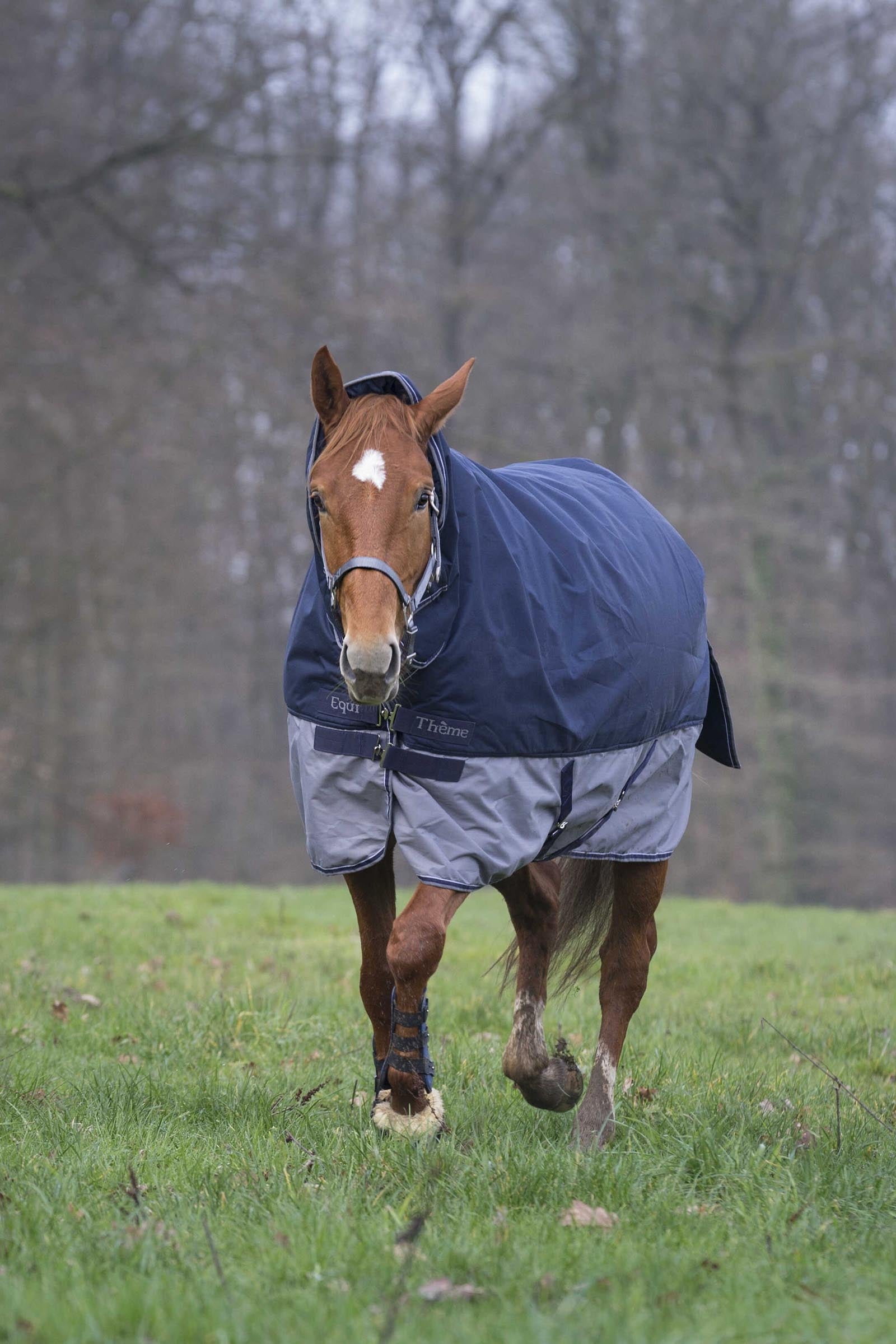 EQUITHÈME TYREX 600D Combo Rug, 200 g Horse Rugs