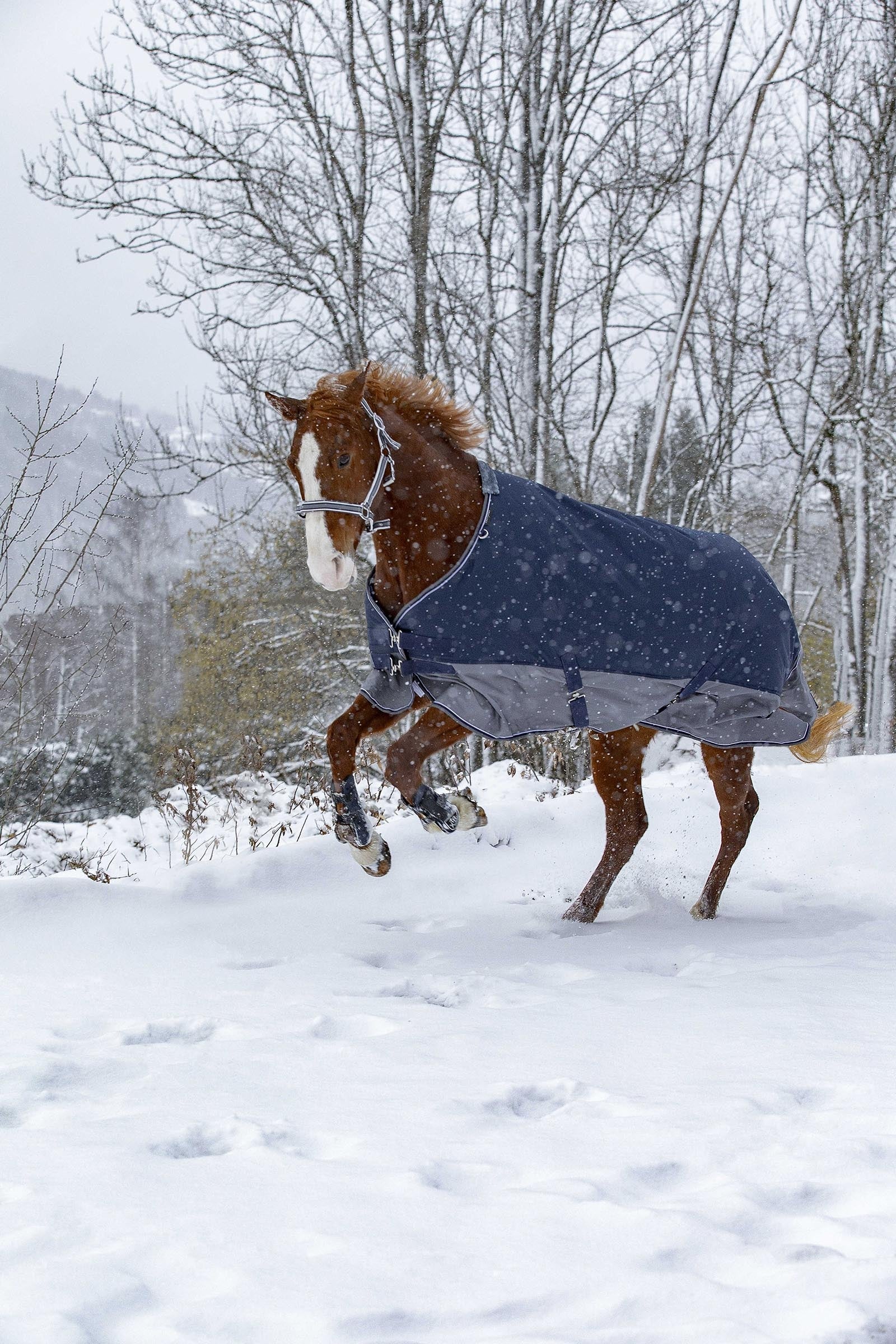 EQUITHÈME TYREX 600D Turnout Rug, 450 g Horse Rugs