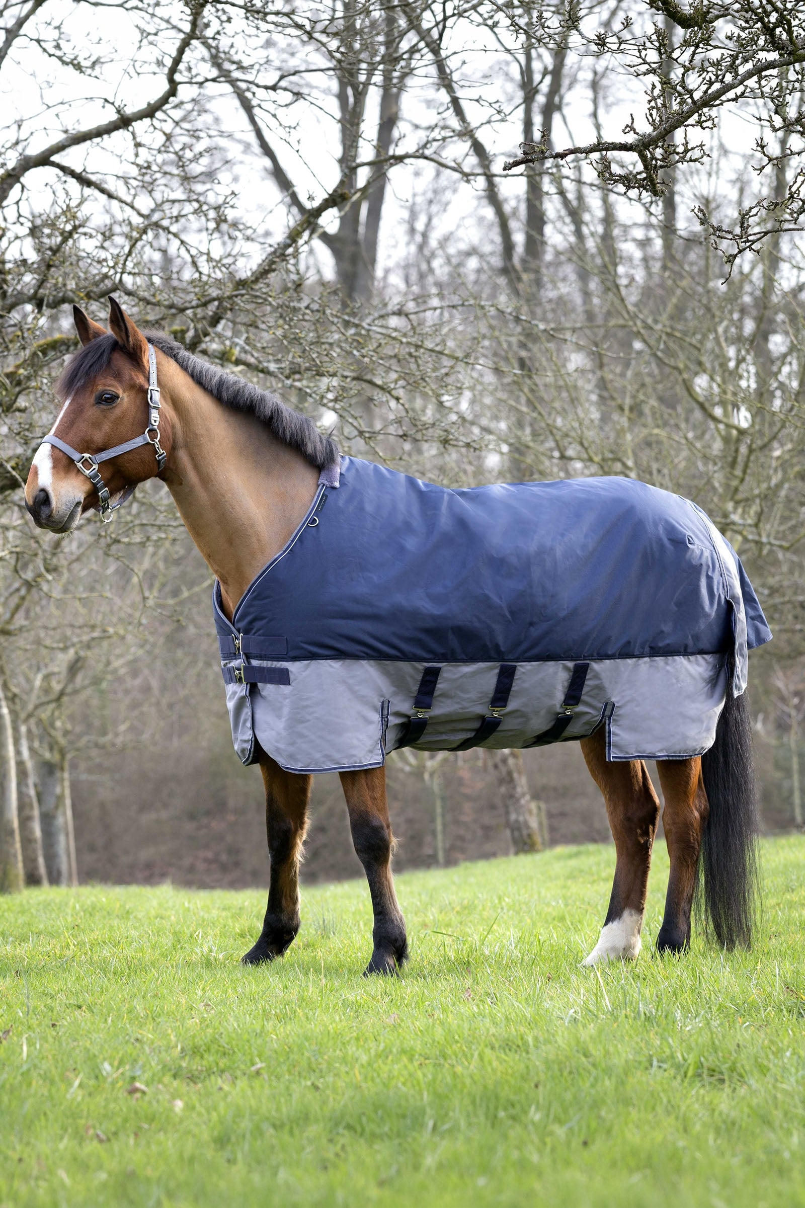 EQUITHÈME TYREX 600D Turnout Rug, 450 g Horse Rugs