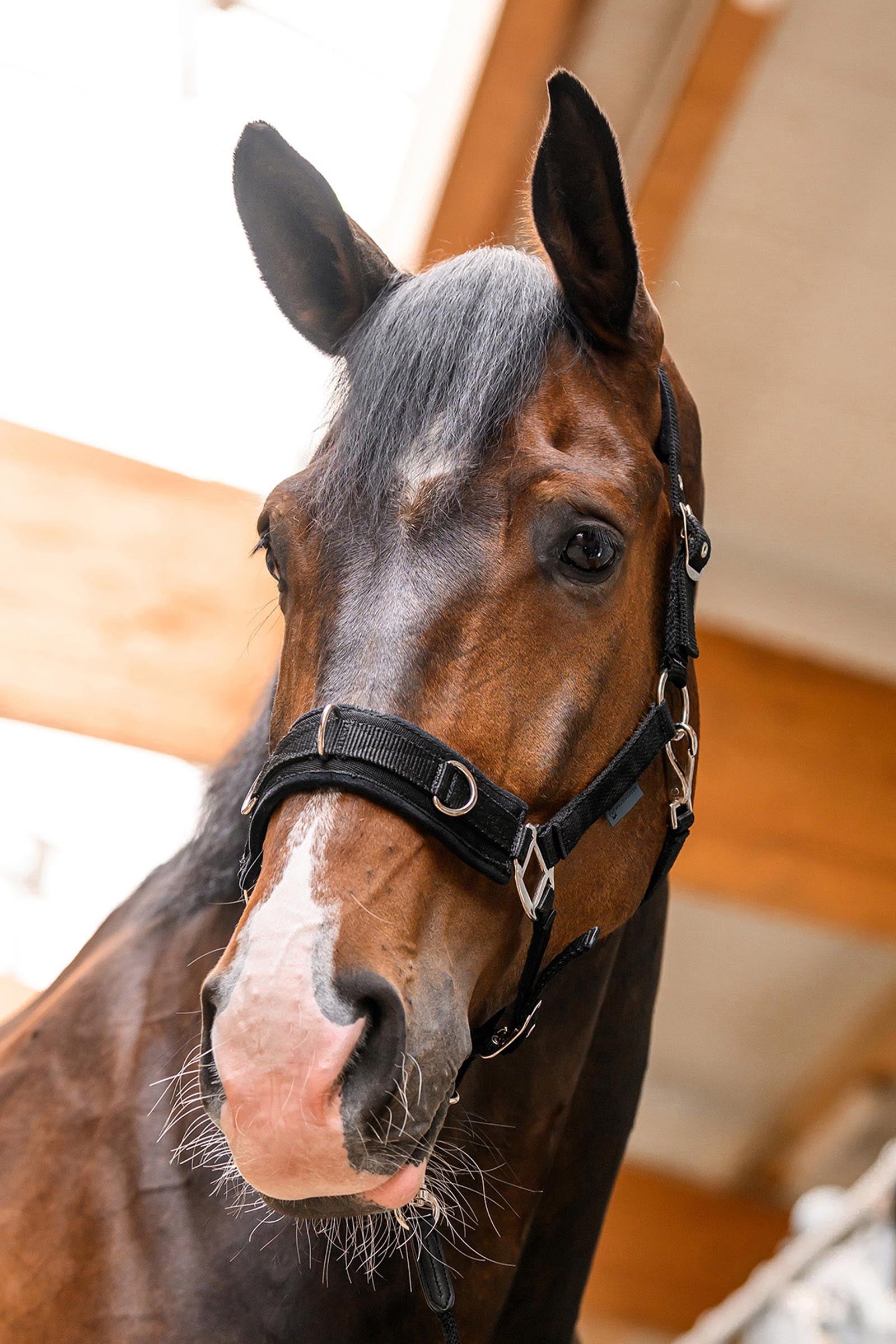 Waldhausen Economic Lunging Halter Halters & Leads