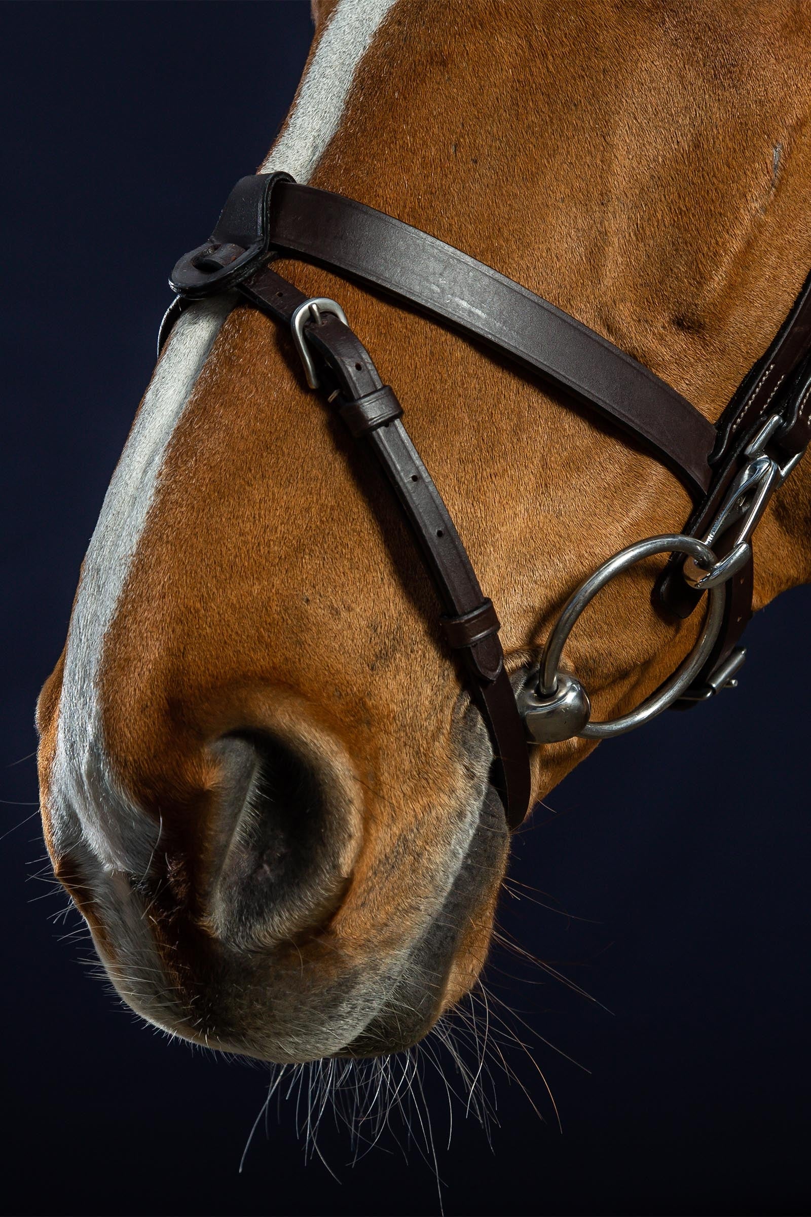 Dy'on Working Flat Leather Bridle With Snap Hooks  Bridles & Reins