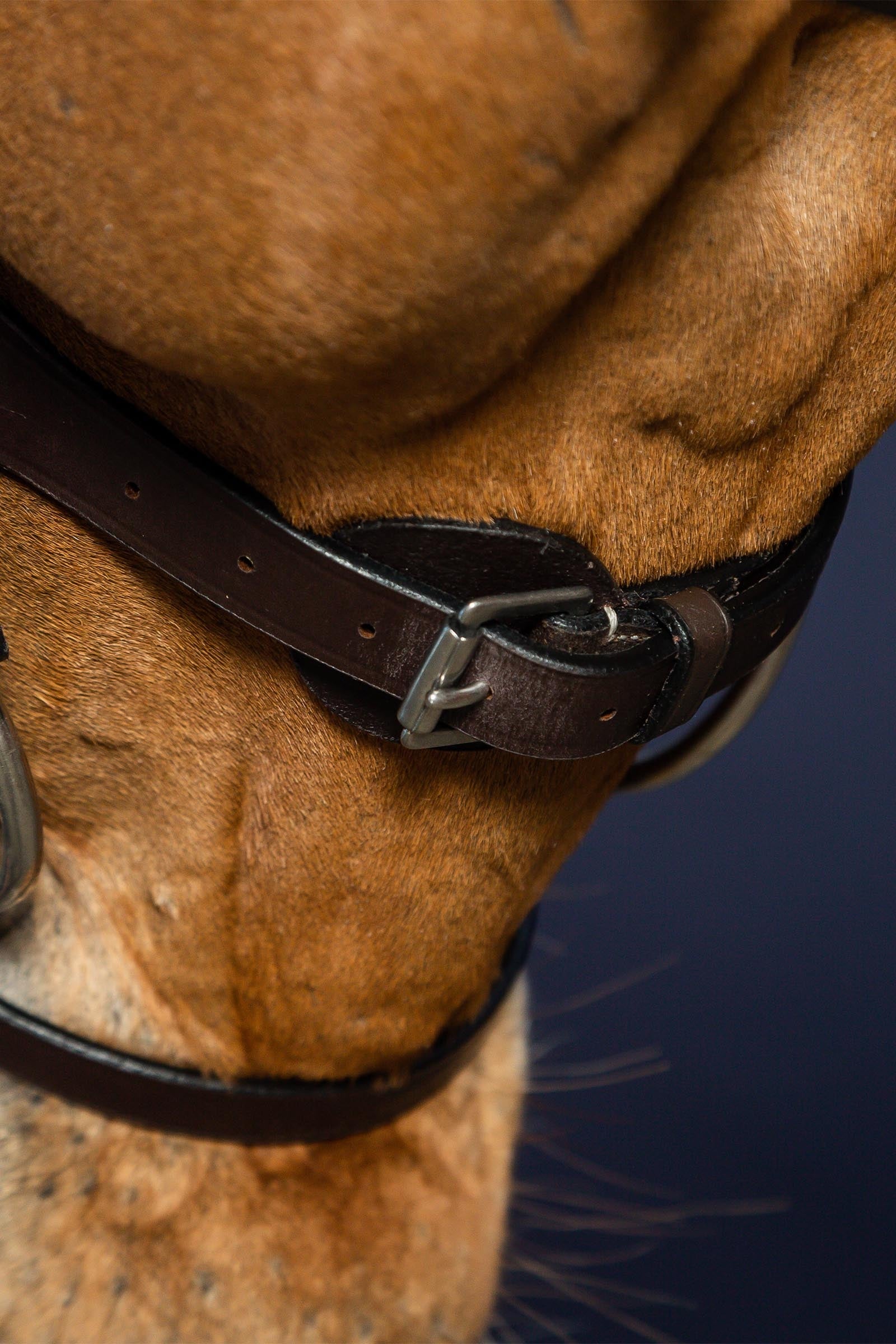 Dy'on Working Flat Leather Bridle With Snap Hooks  Bridles & Reins