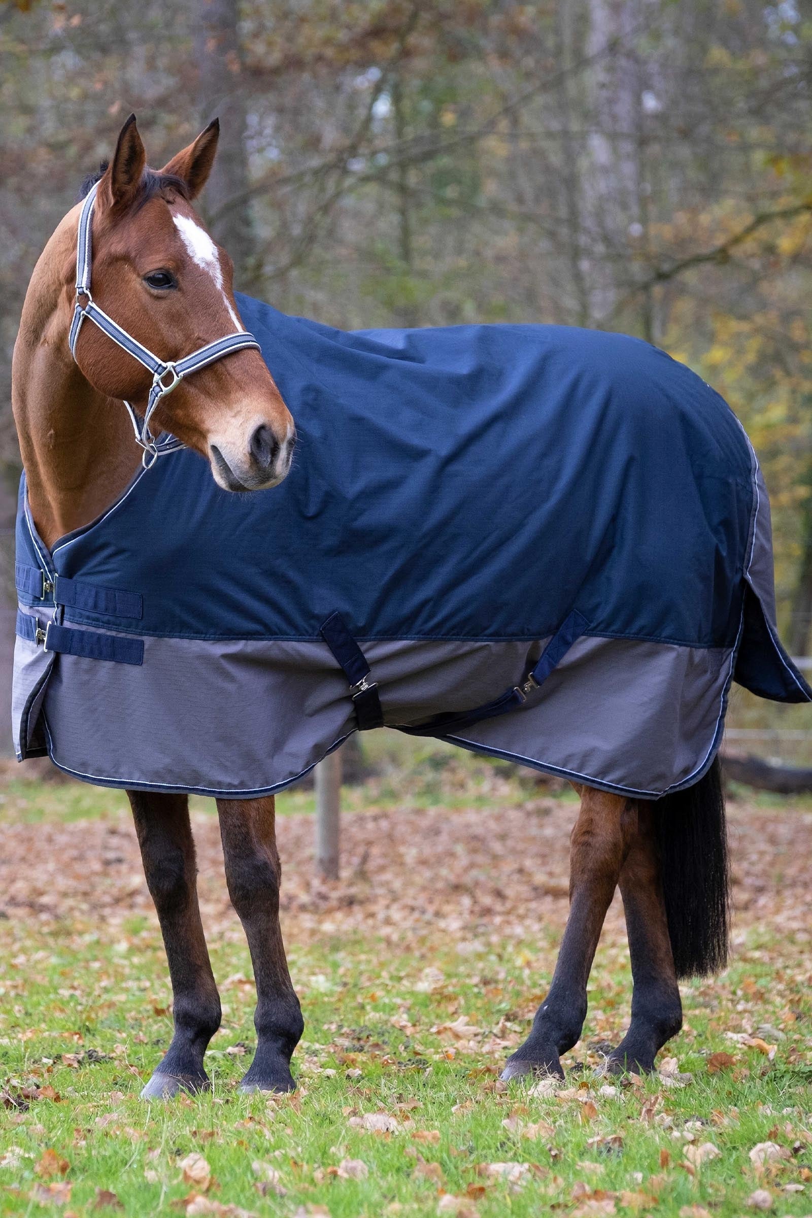 EQUITHÈME TYREX 600D Turnout Rug, 300 g Horse Rugs