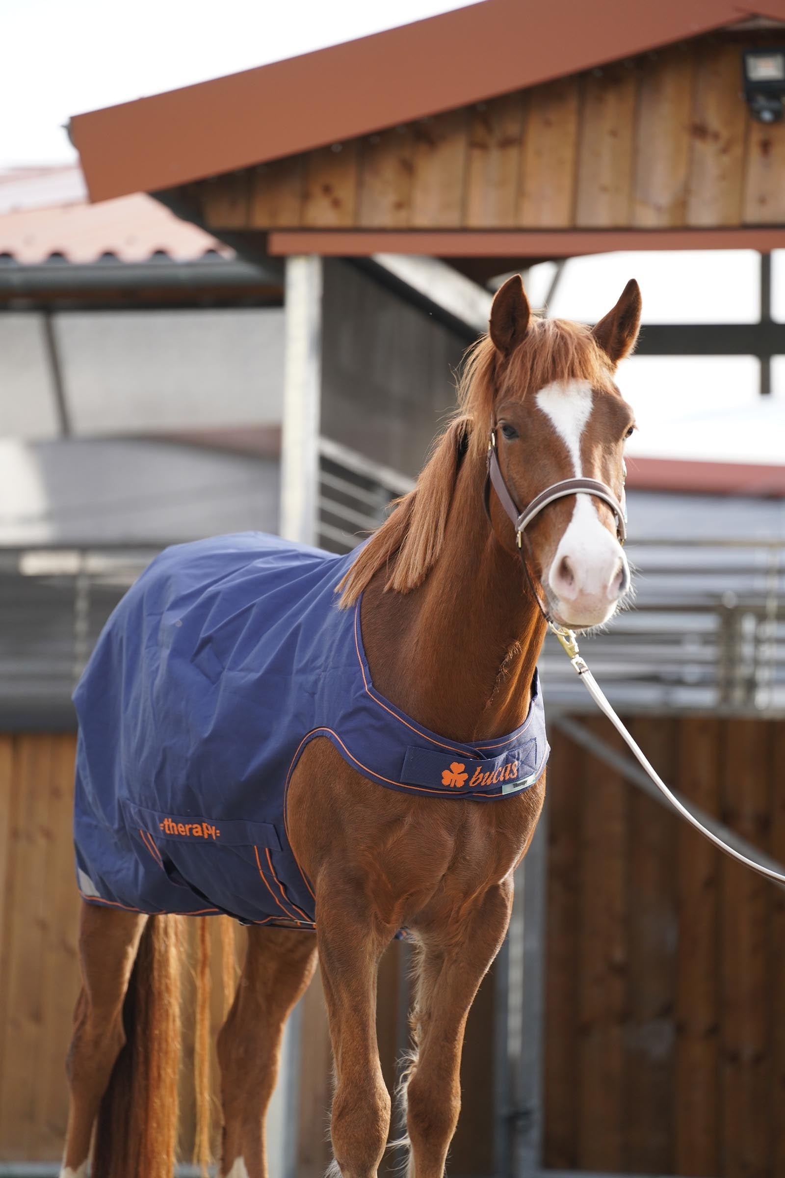Bucas Therapy Walker Rug Horse Rugs