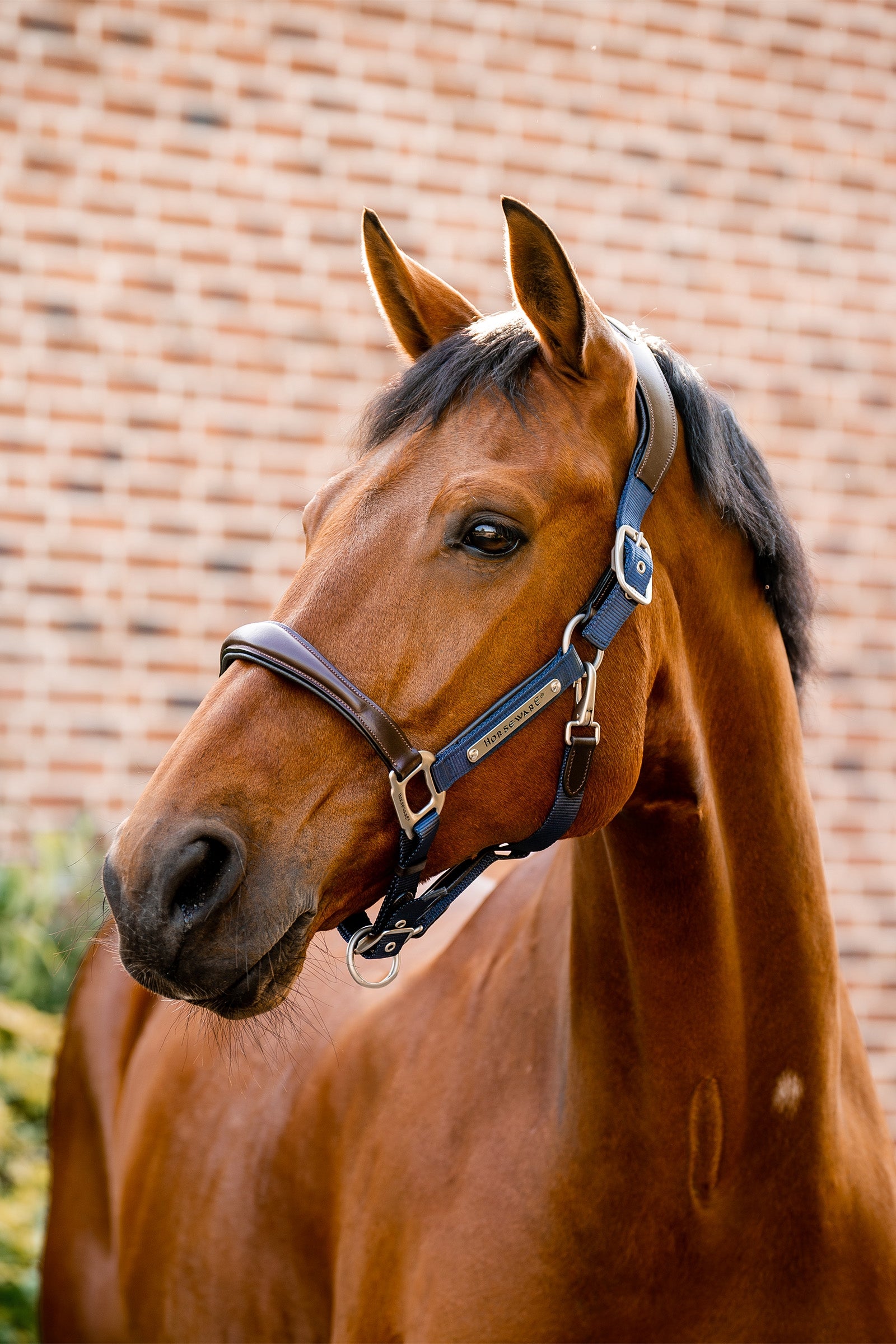 Horseware Signature Competition Headcollar Halters & Leads