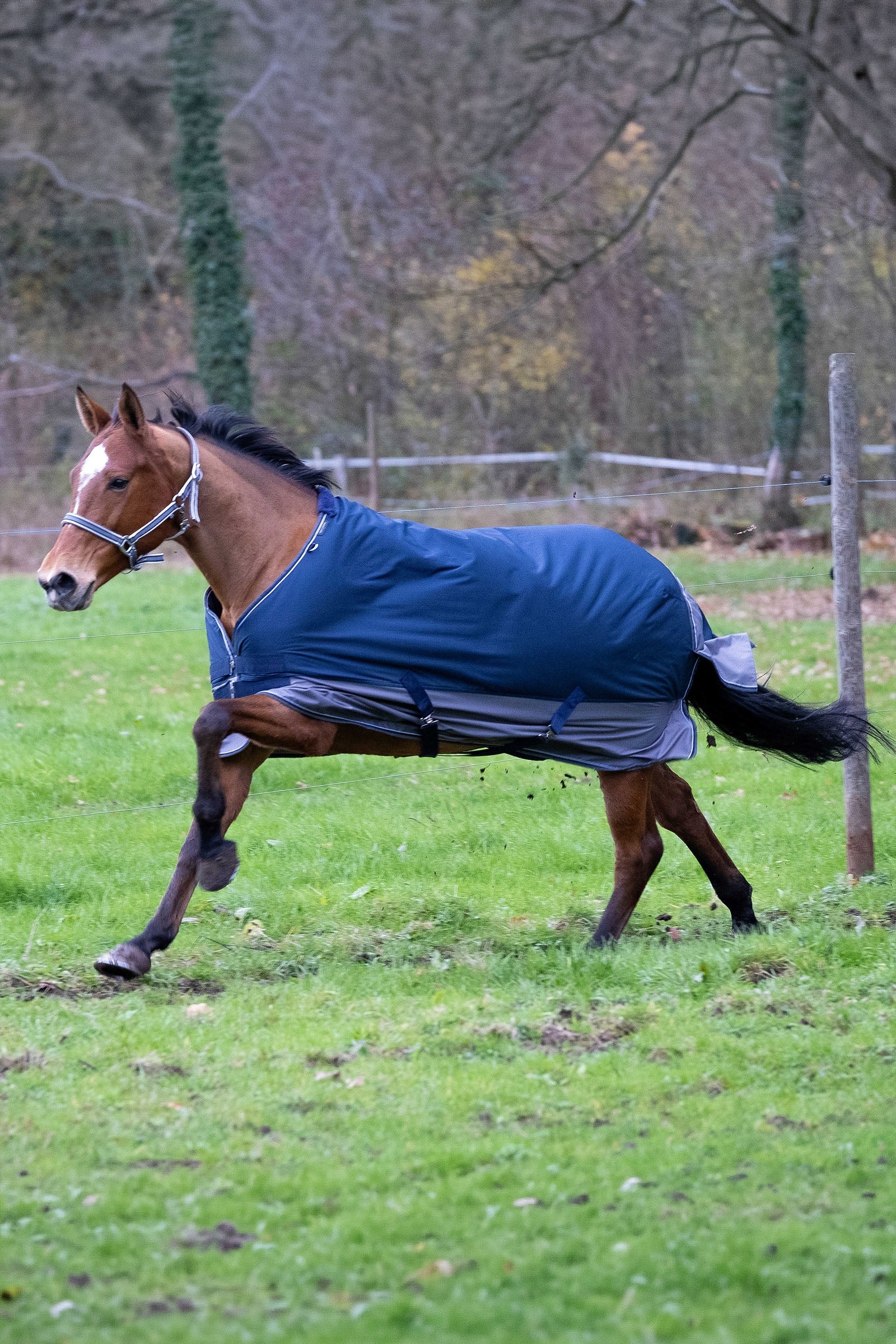 EQUITHÈME TYREX 600D Turnout Rug, 0 g Horse Rugs