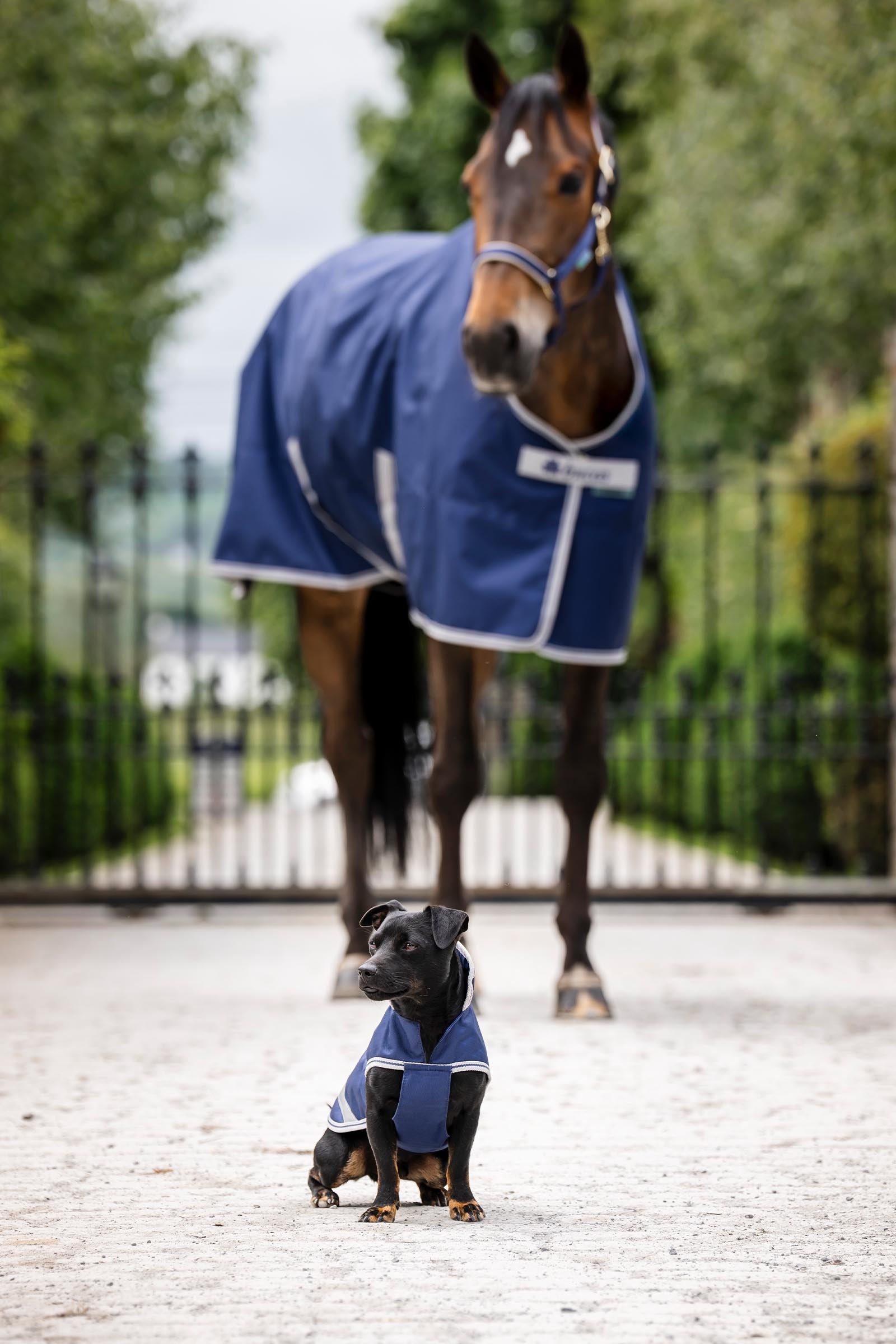Bucas Freedom Dog Rug, 300g (30-45 cm) Dog Accesories