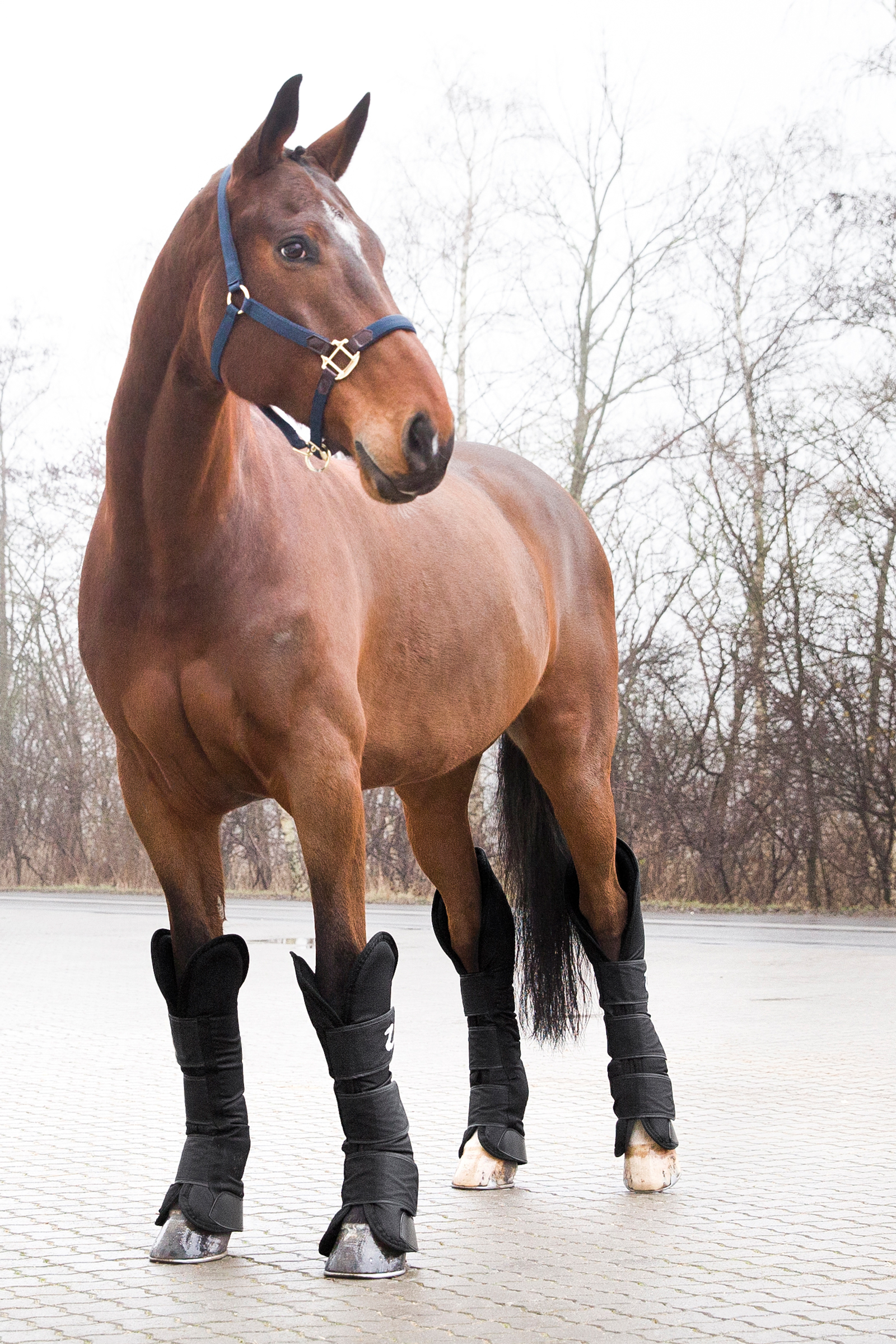 Christ Boots, hindlegs