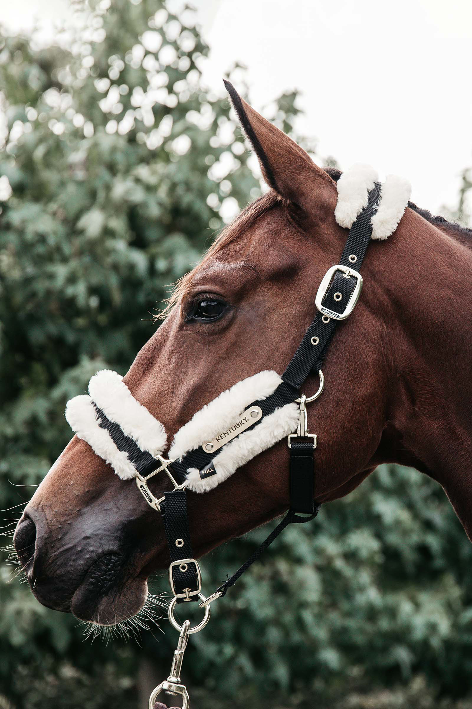 Leather and Rope Horse Halter by Kentucky Horsewear